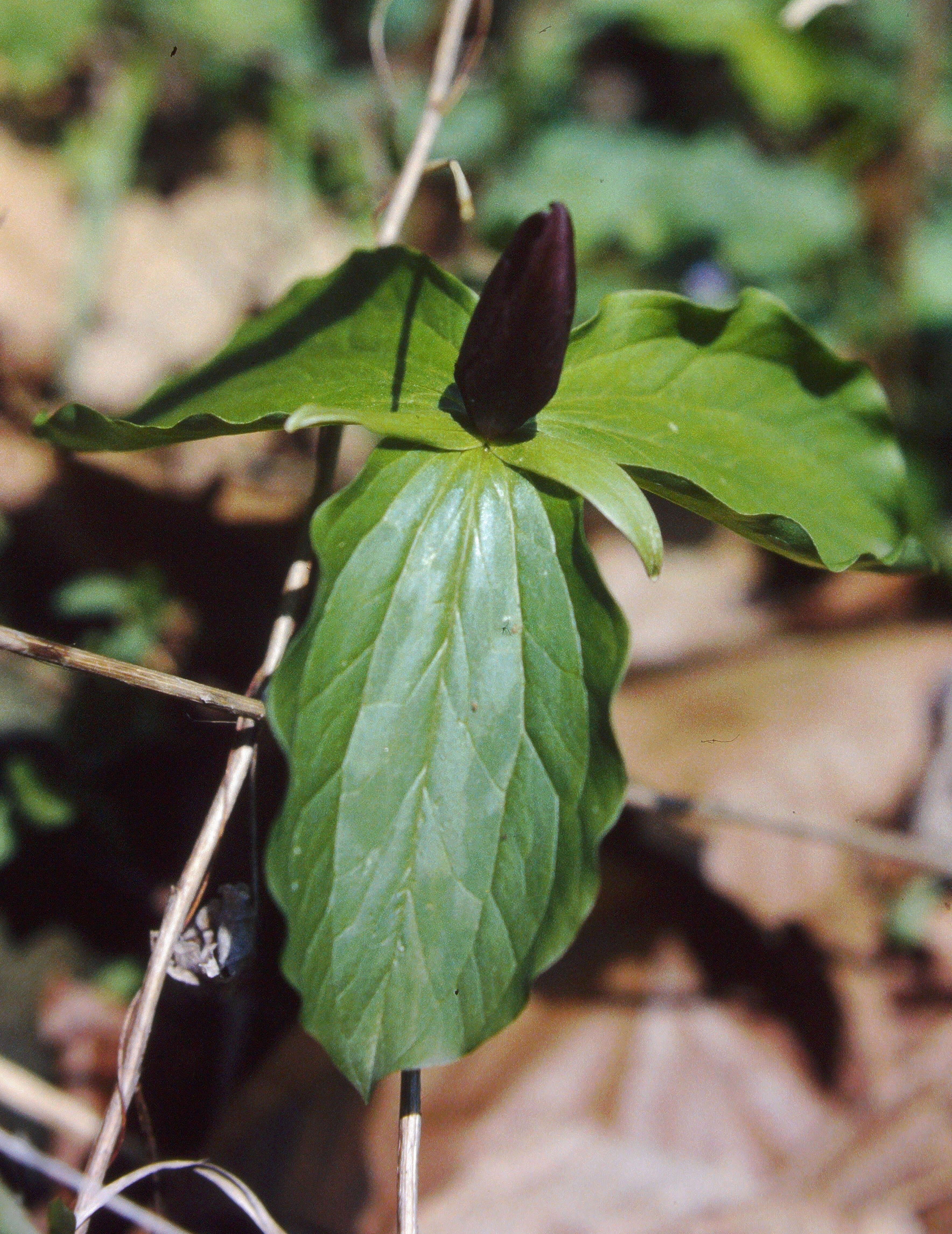 Imagem de Trillium sessile L.