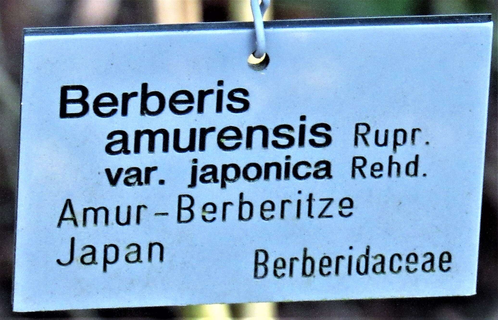 Image of Berberis amurensis Rupr.