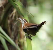 Image of Rufous-and-white Wren