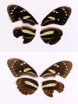 Image of Heliconius atthis Doubleday (1847)