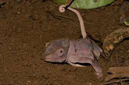 Image of Panther Chameleon