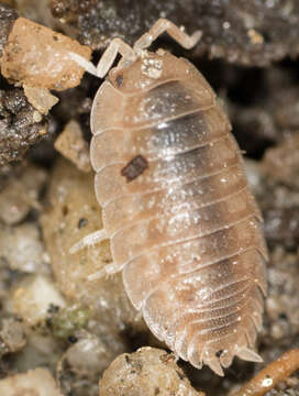 Image of Isopod