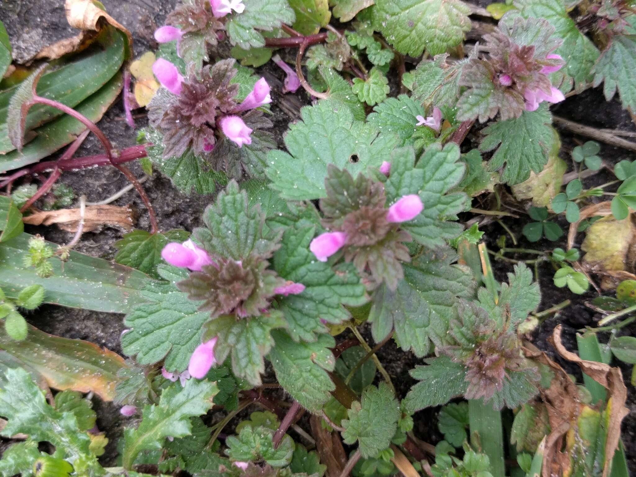 Image of purple archangel