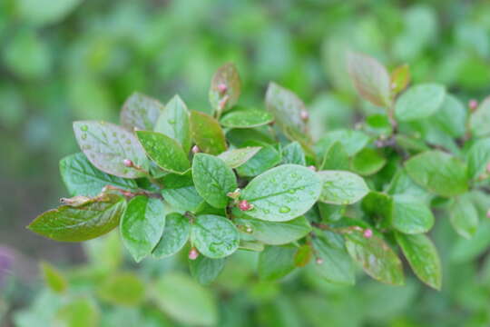 Cotoneaster acutifolius Turcz. resmi