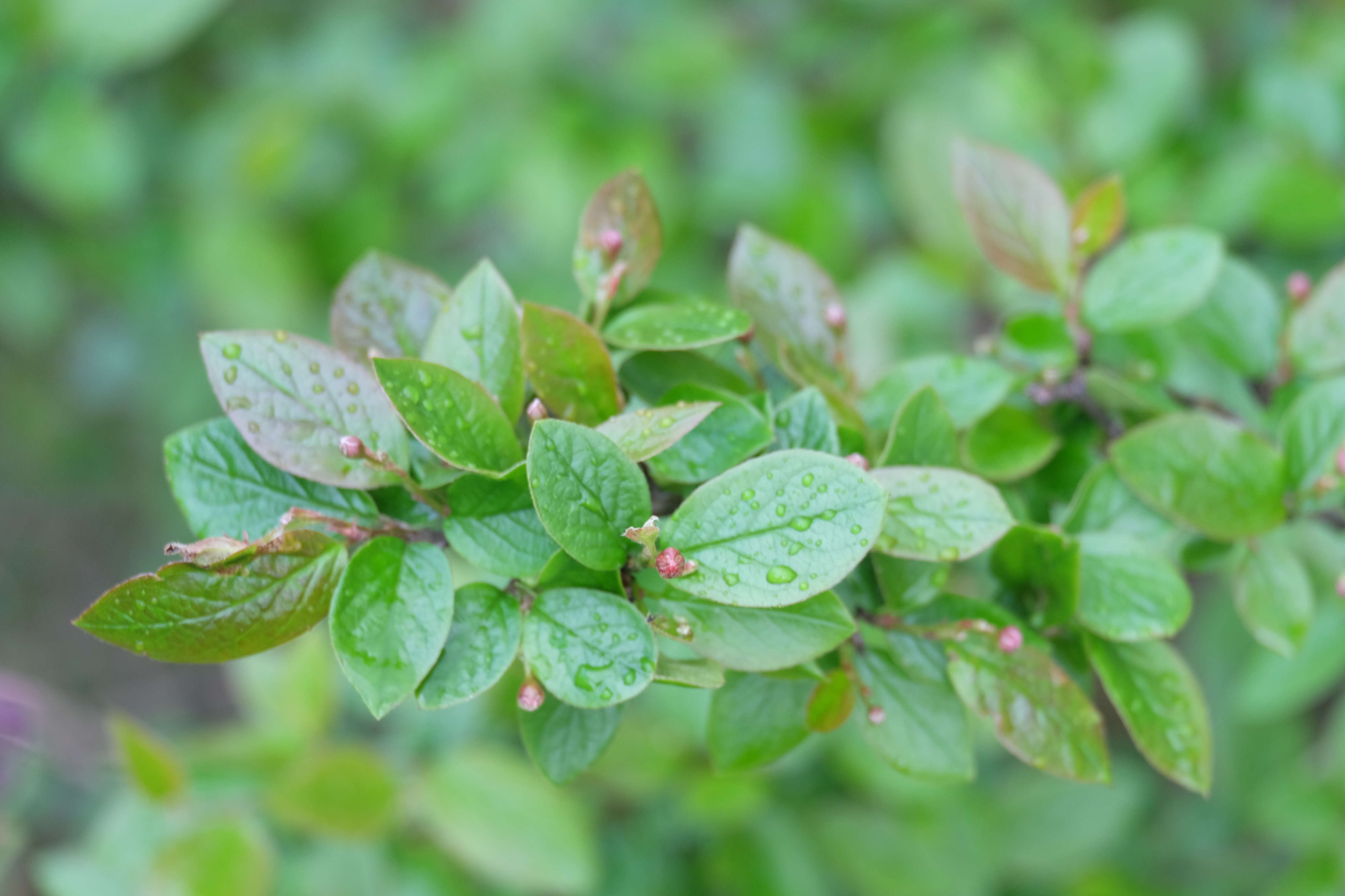 Image of Peking cotoneaster