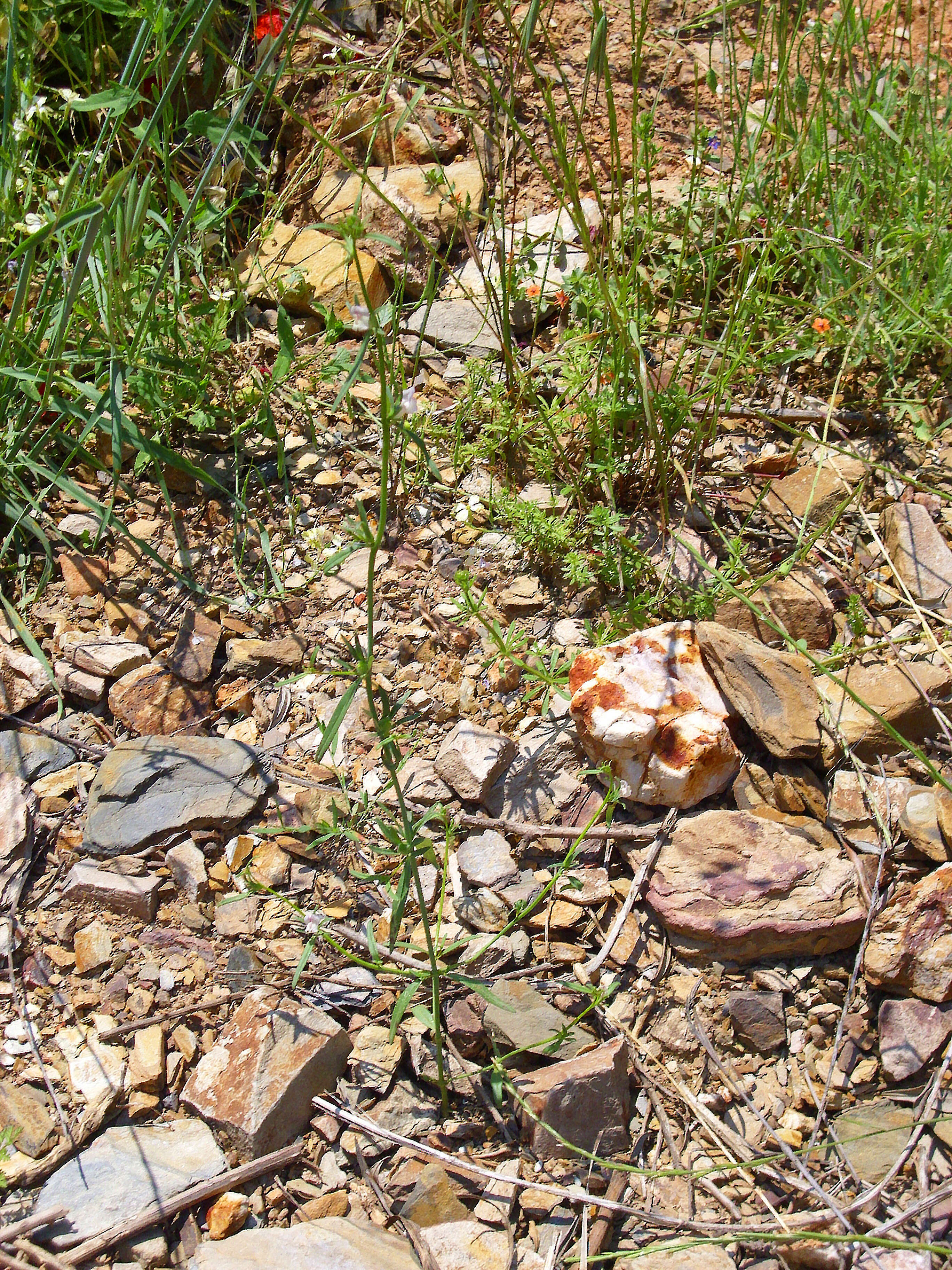 Image of Misopates calycinum (Vent.) Rothm.