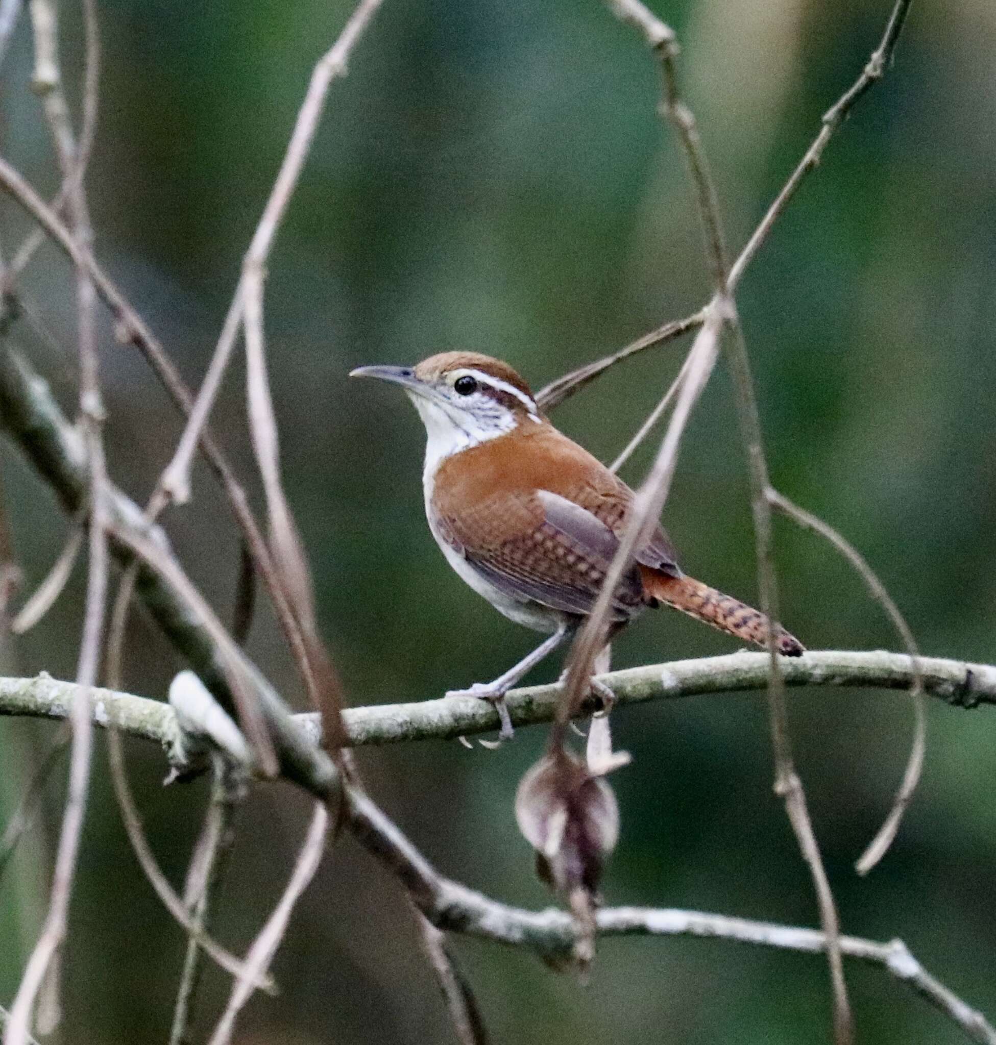 Image of Rufous-and-white Wren