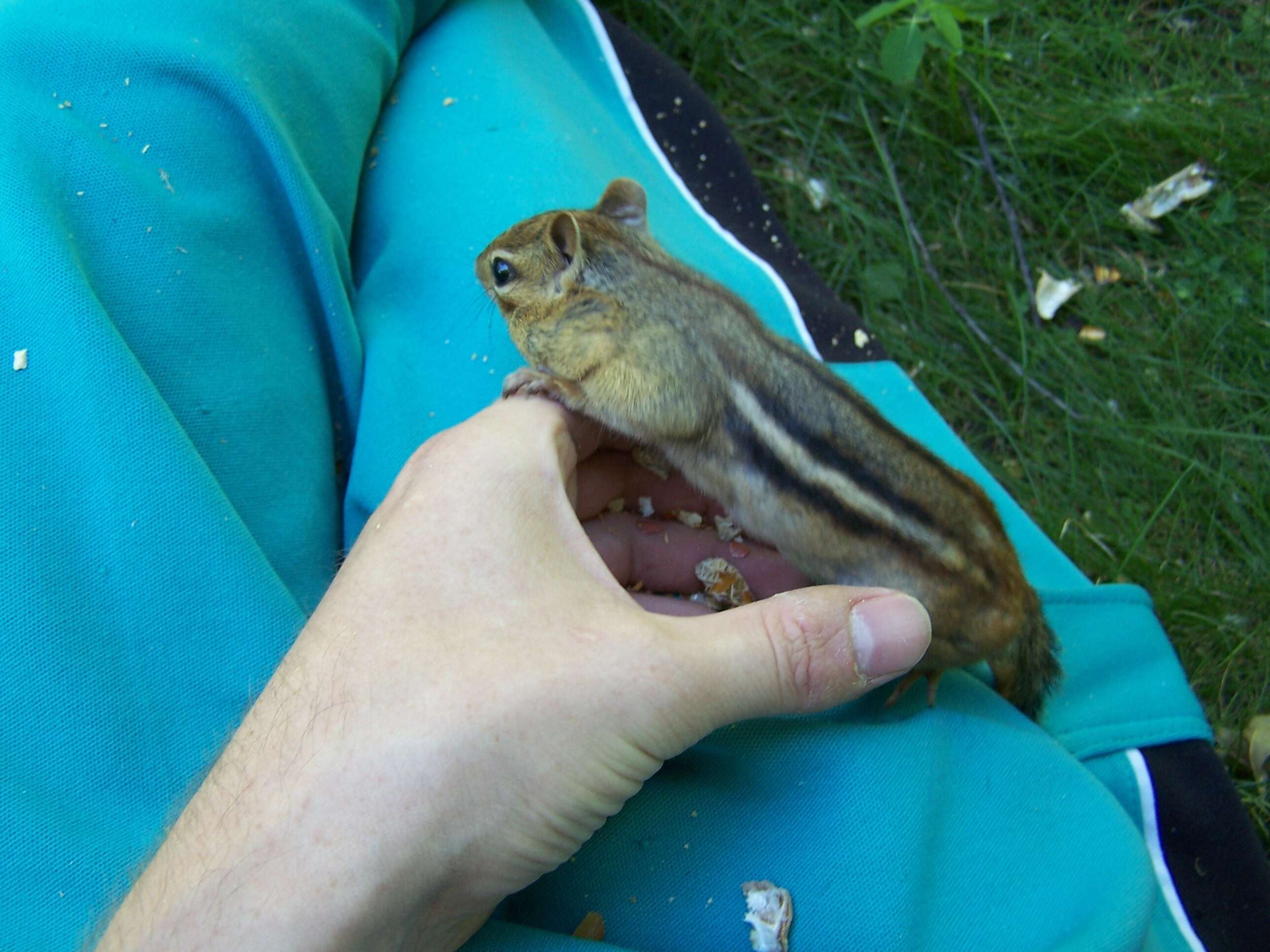 Image of Siberian Chipmunk