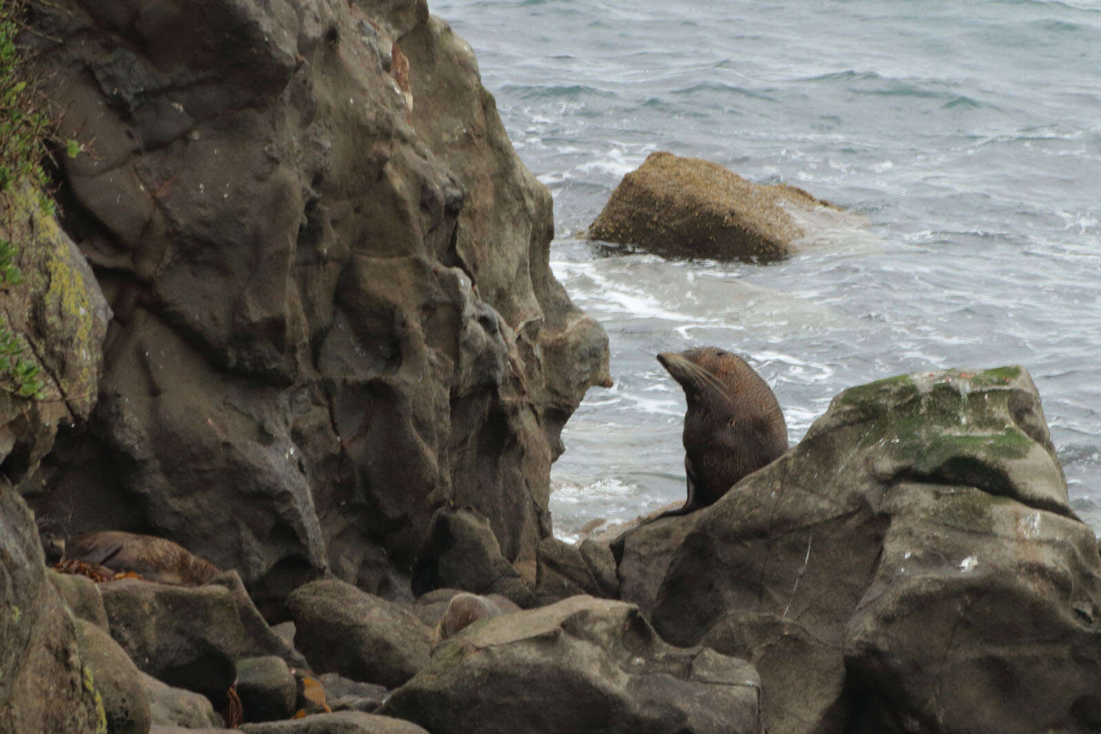 Image of Antipodean Fur Seal