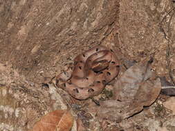 Image of Hump-nosed pit viper