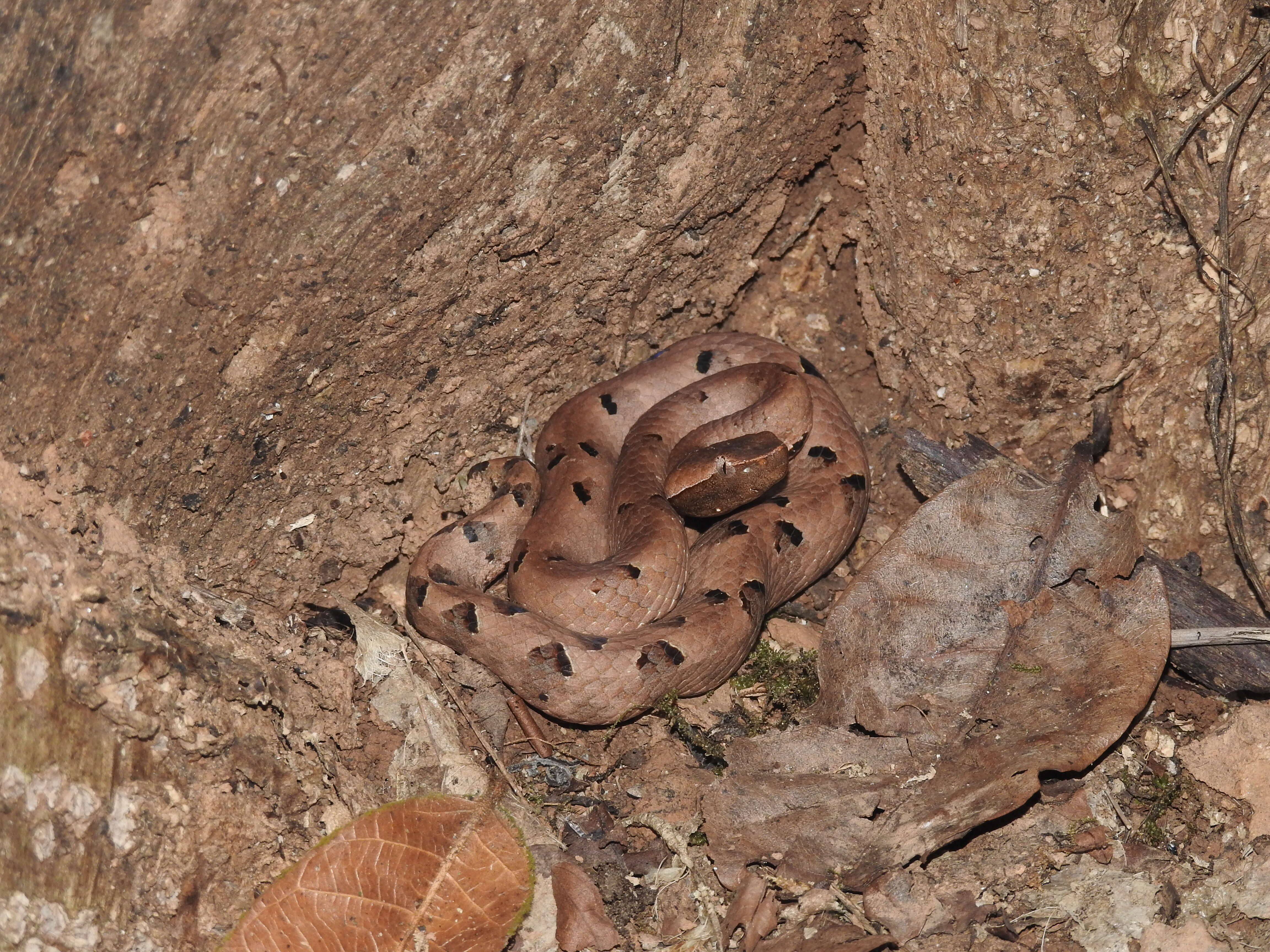 Image of Hump-nosed pit viper