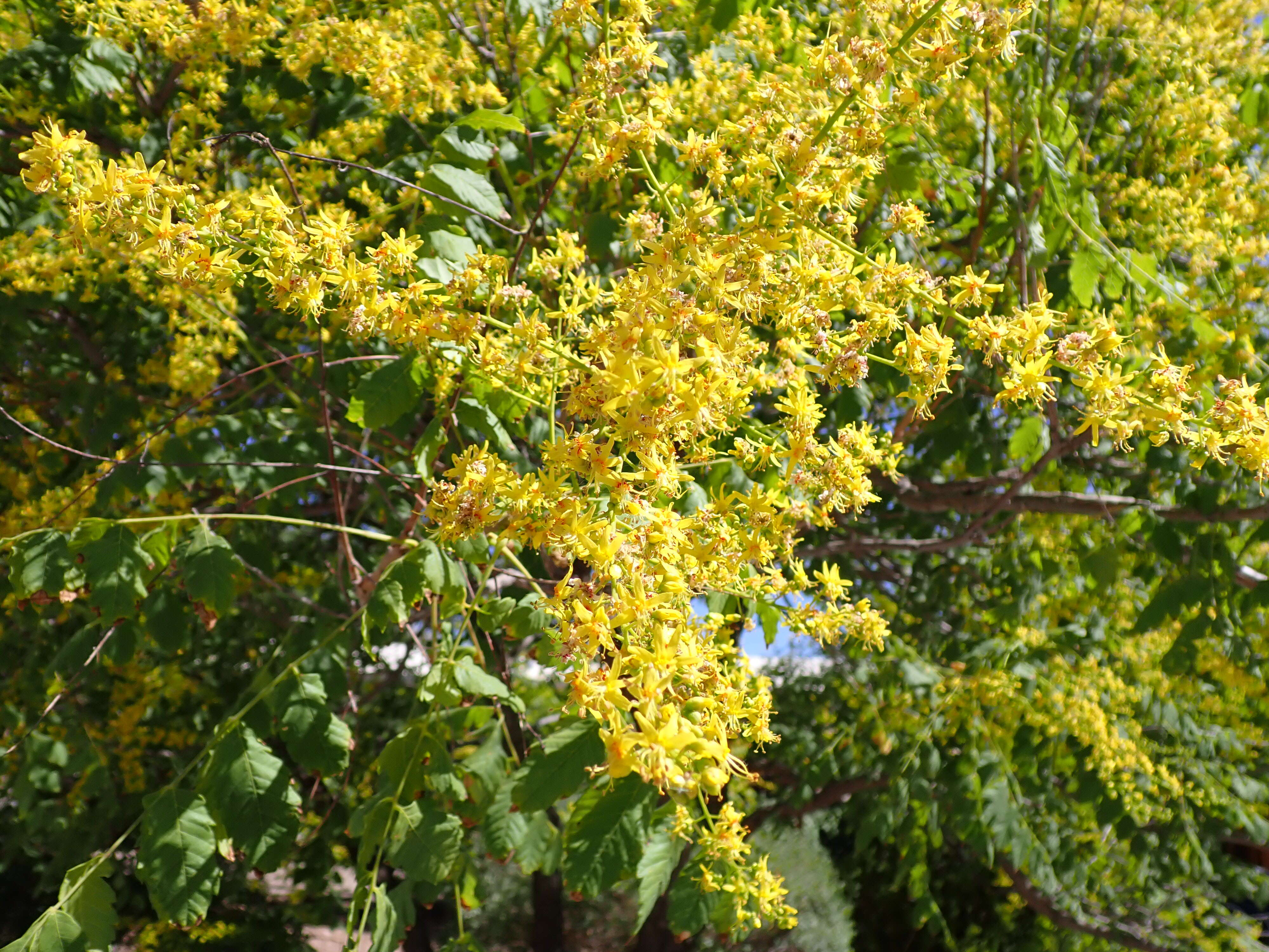 Image of Golden-rain tree