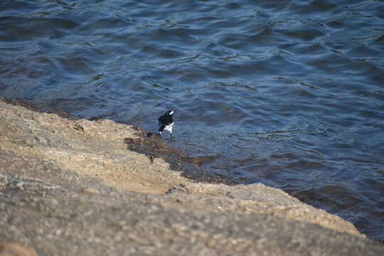 Image of White-browed Wagtail