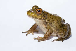 Image of American Bullfrog