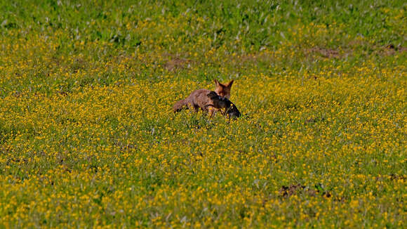 Image of brown hare, european hare