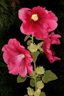 Image of hollyhock