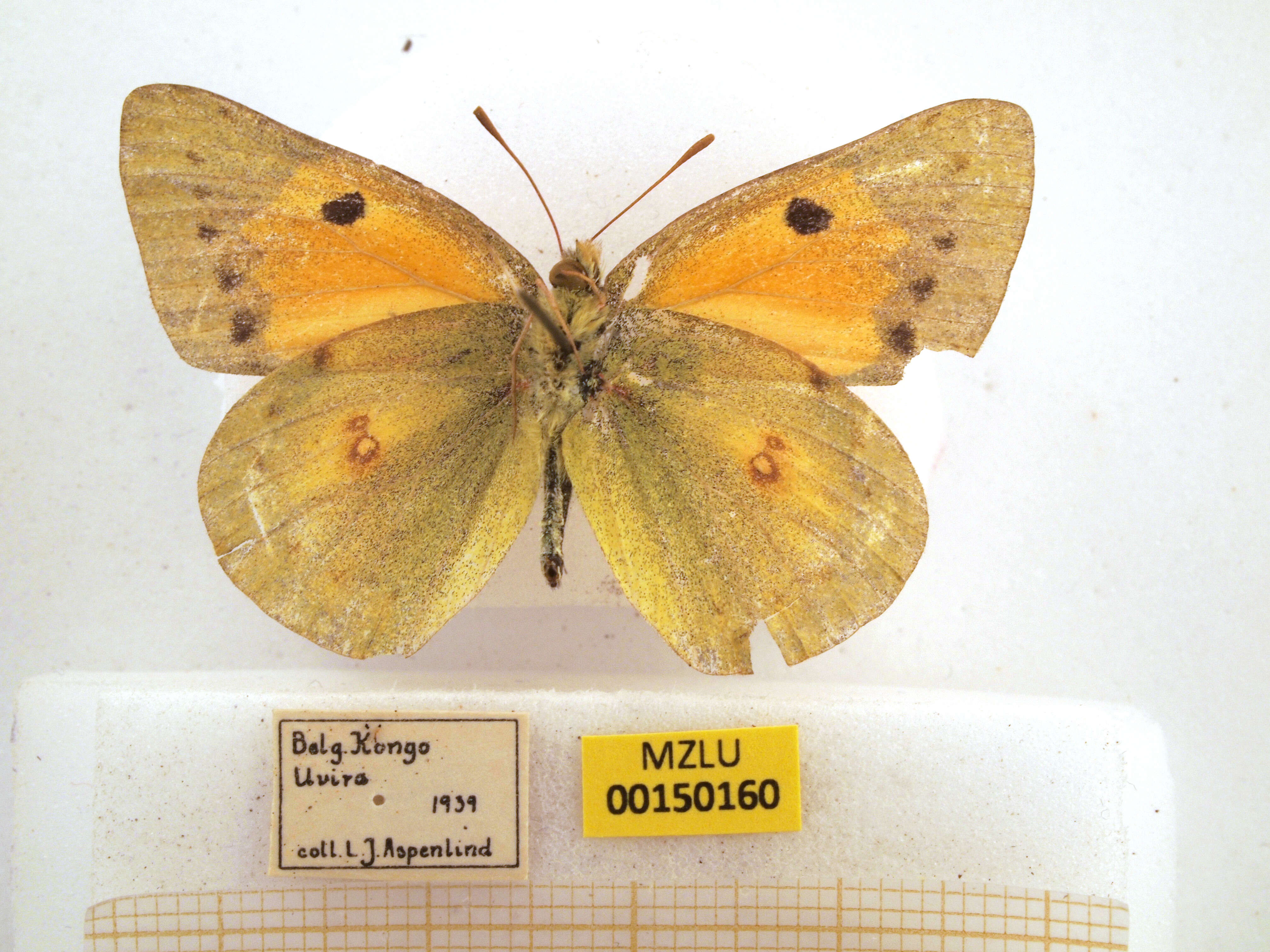 Image of Colias electo (Linnaeus 1763)