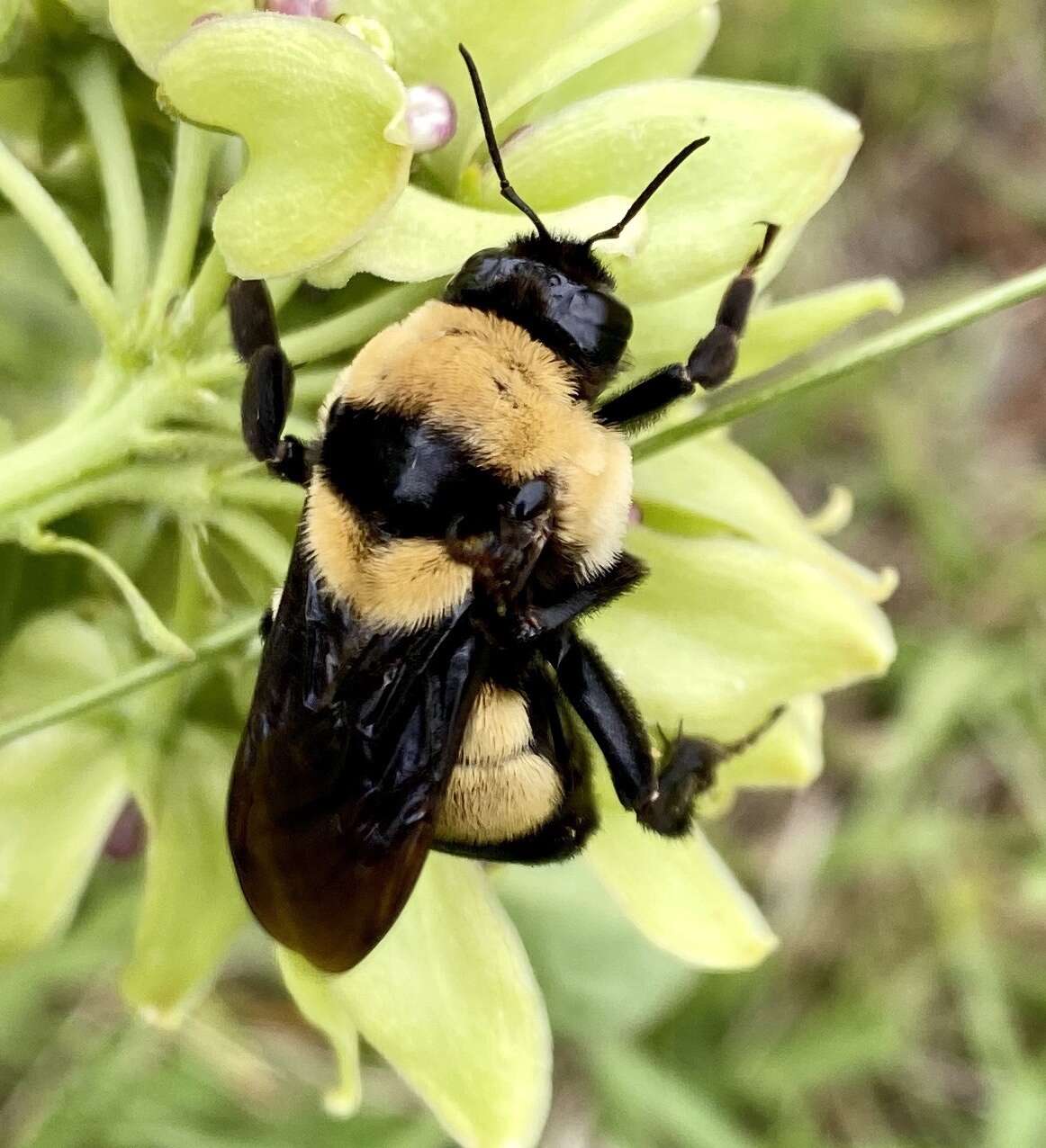 Слика од Bombus fraternus (Smith 1854)