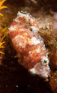 Image of Chubby Clingfish