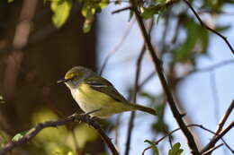 Слика од Vireo griseus (Boddaert 1783)