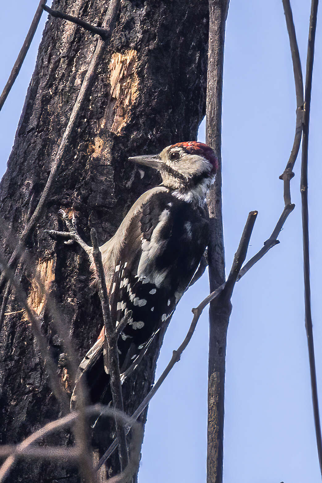 Image of Great Spotted Woodpecker