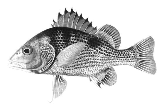 Image of Fingermark Bream