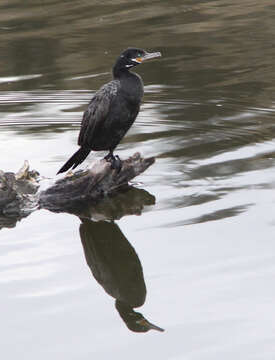 Image of Neotropic Cormorant