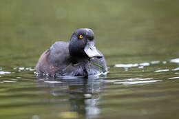 Image of New Zealand Scaup