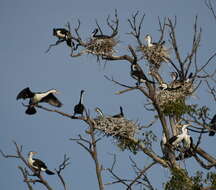 Image of Australian Pied Cormorant