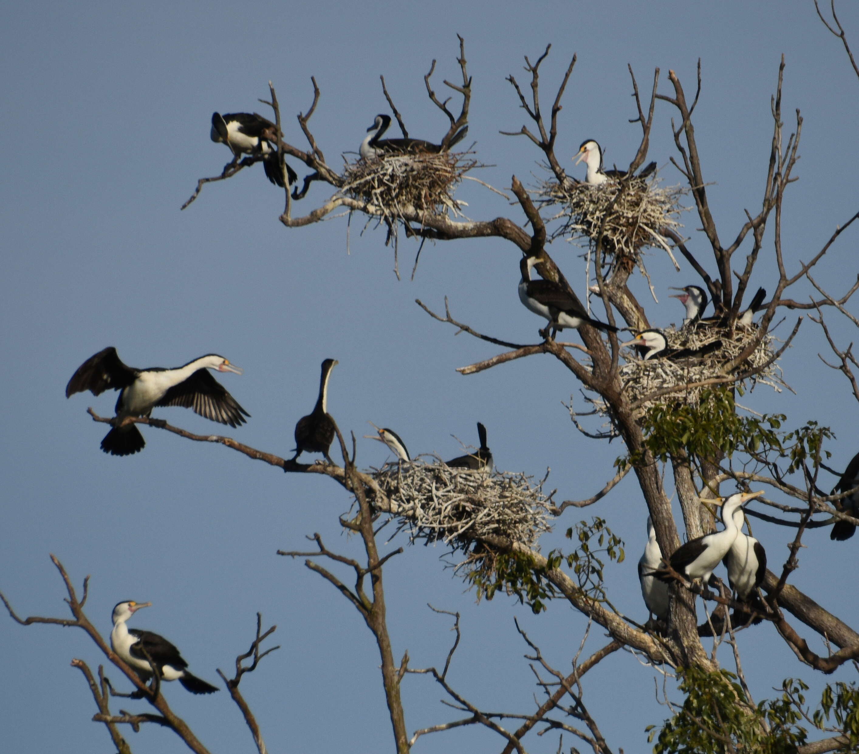 Image of Australian Pied Cormorant