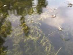 Image of western waterweed