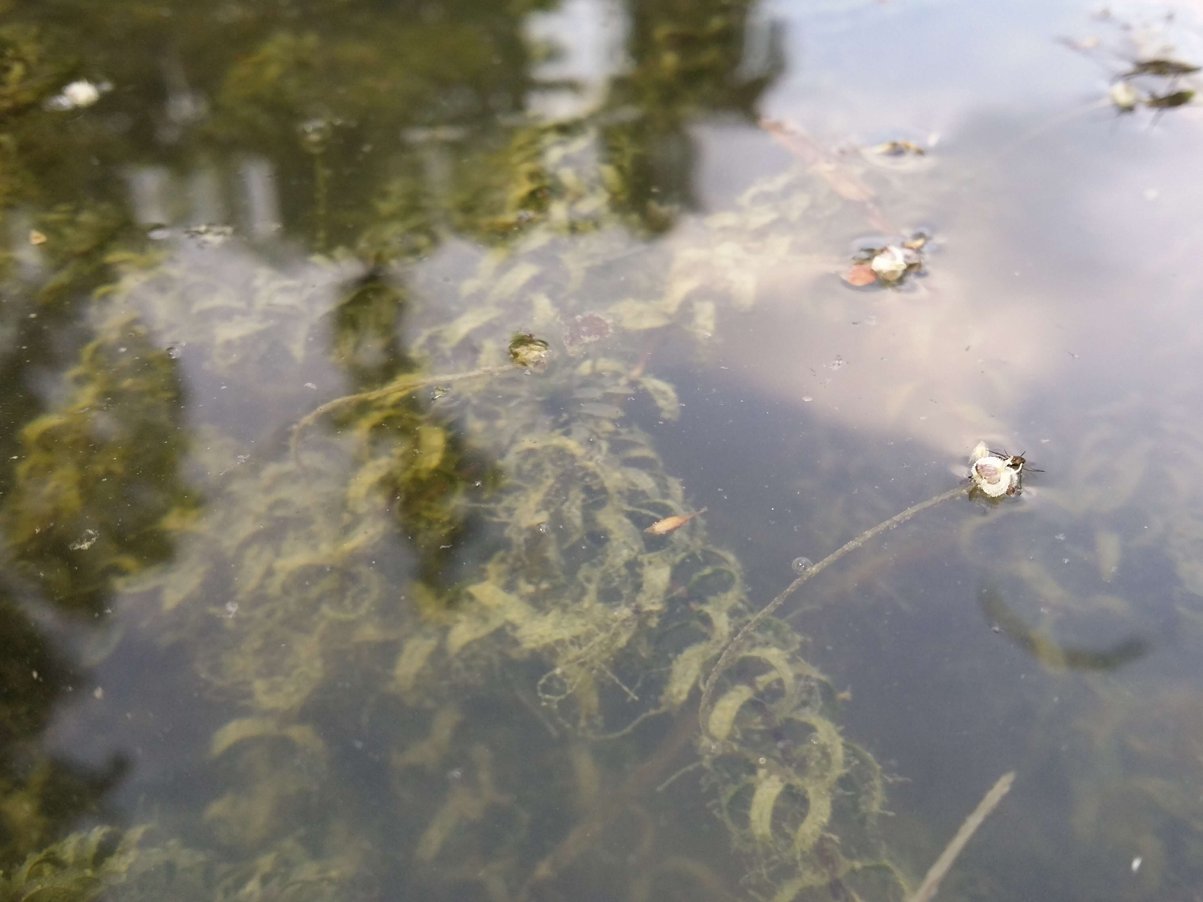 Image of western waterweed