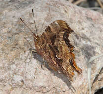 Image of Satyr Comma