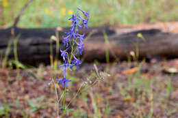 Plancia ëd Delphinium scopulorum A. Gray