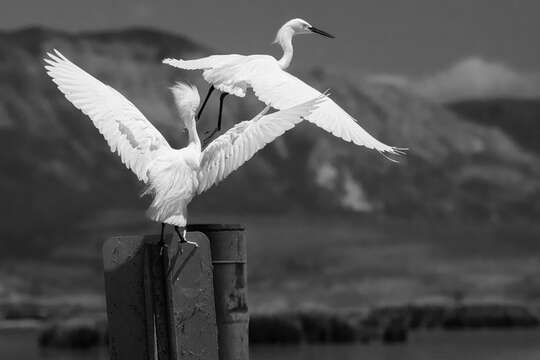 Image de Aigrette neigeuse