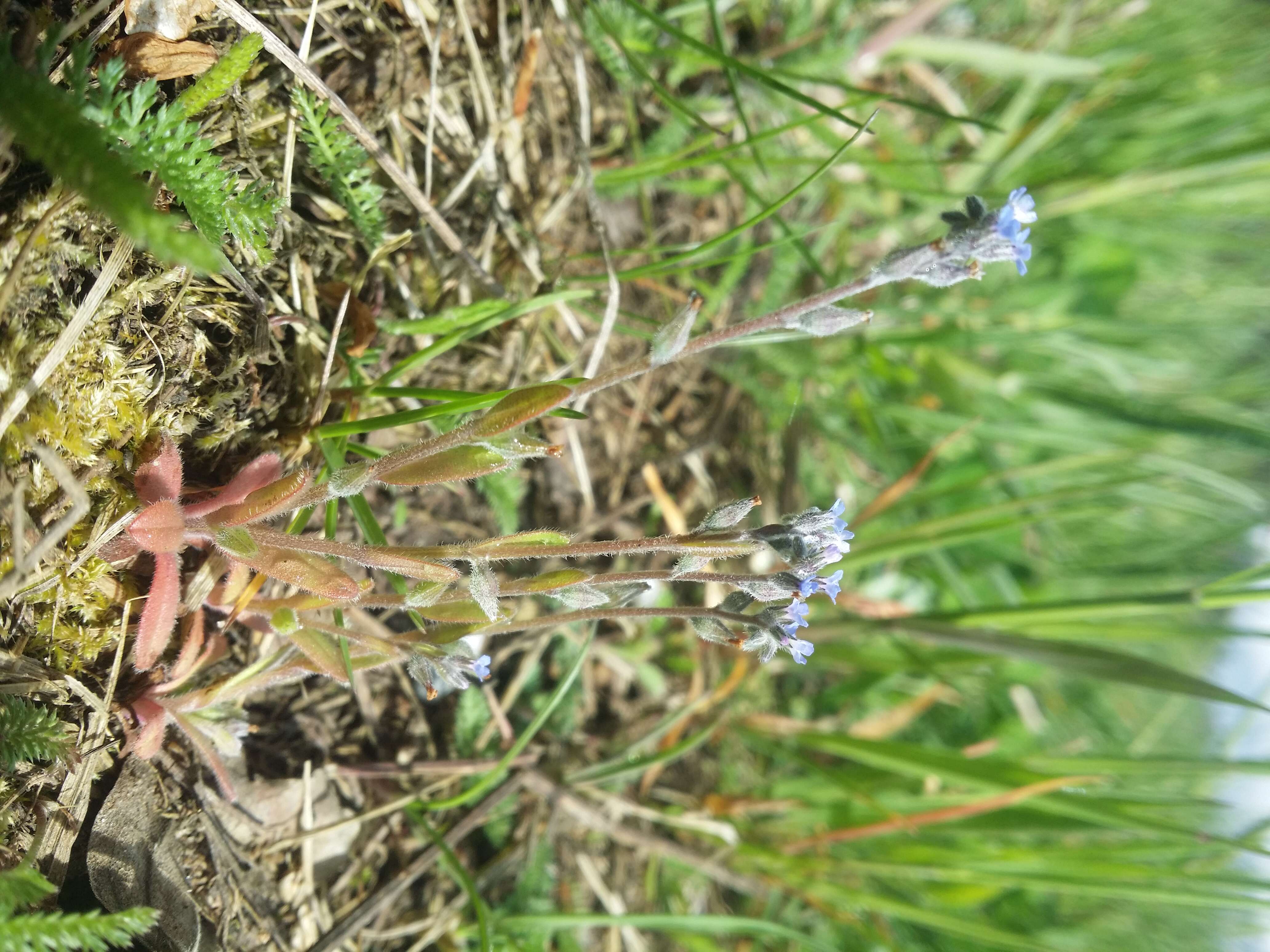 Image of strict forget-me-not