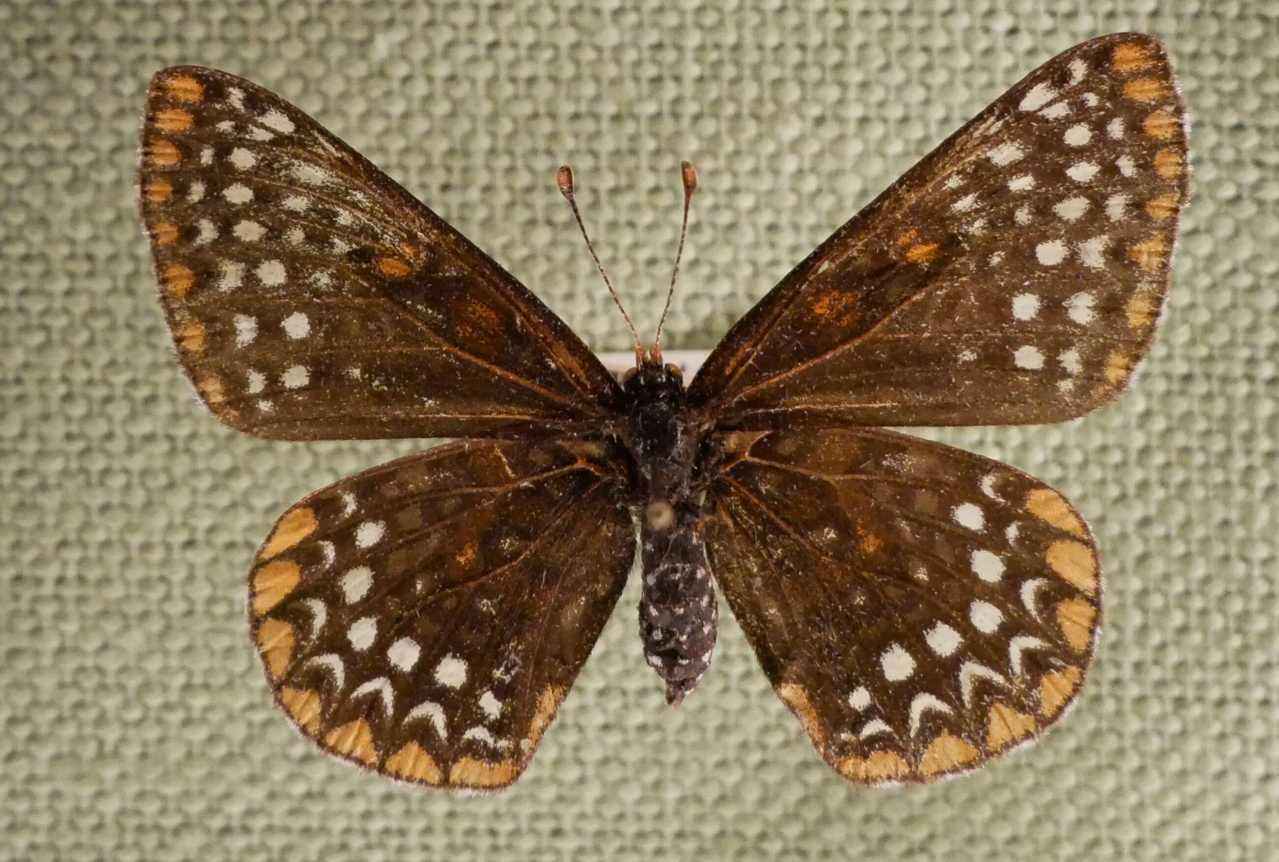 Image of Baltimore Checkerspot