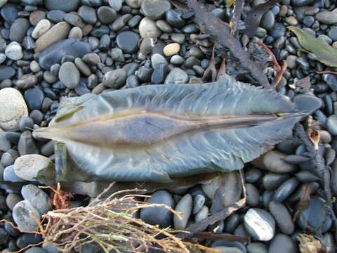 Image of Elephant Fish