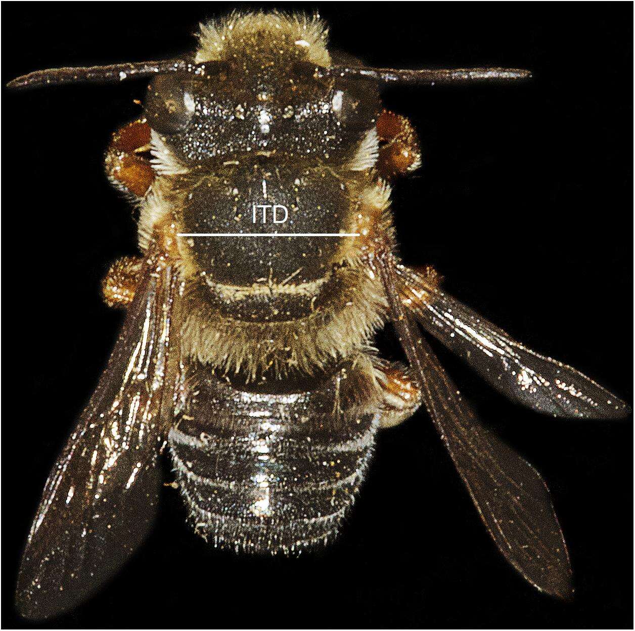 Image of Megachile orba Schrottky 1913