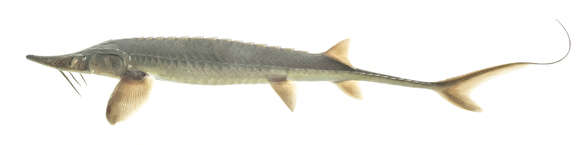 Image of Sand Sturgeon