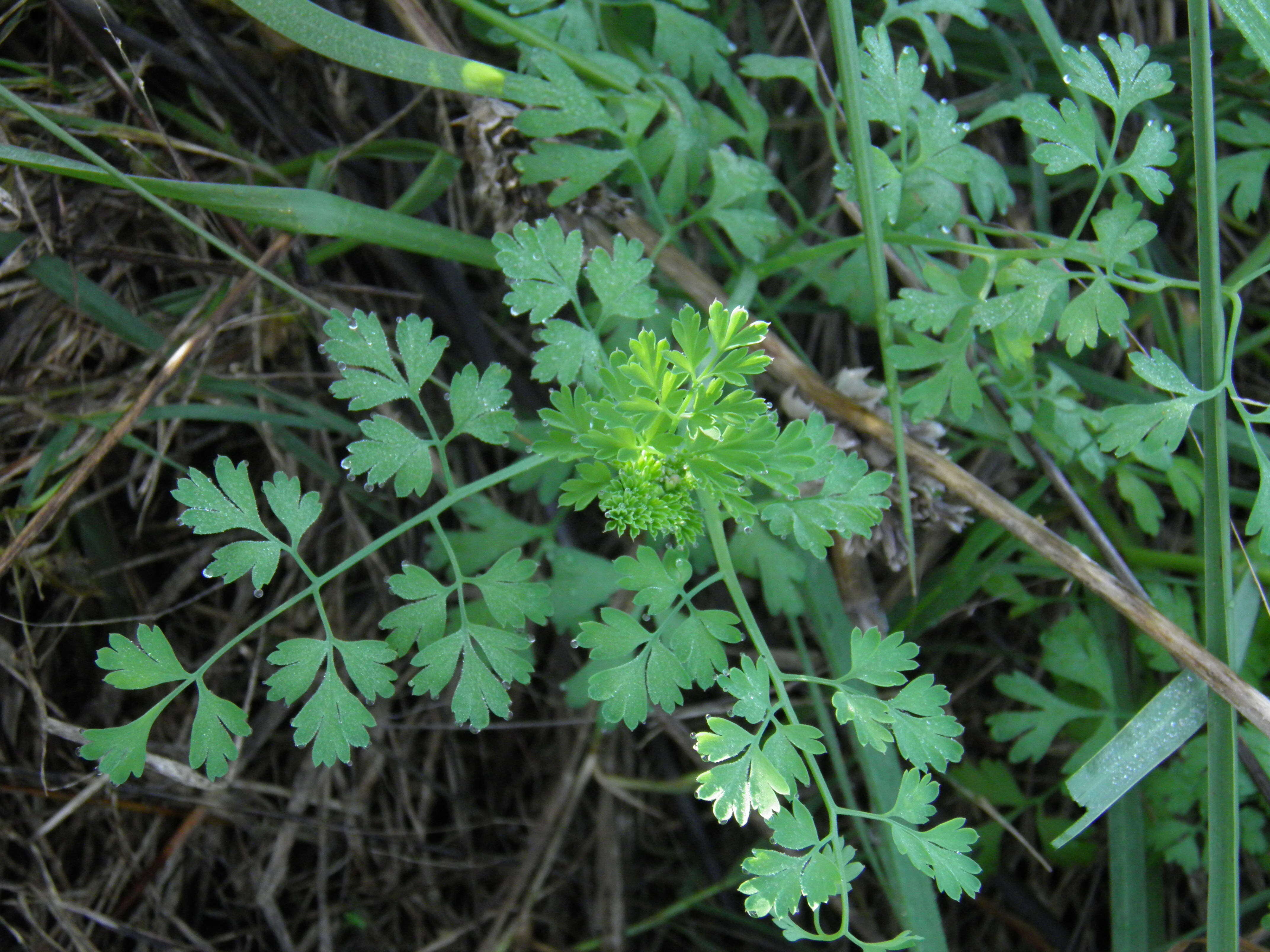 Image of field fumitory