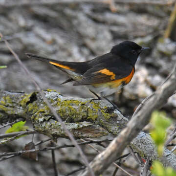 Image of American Redstart