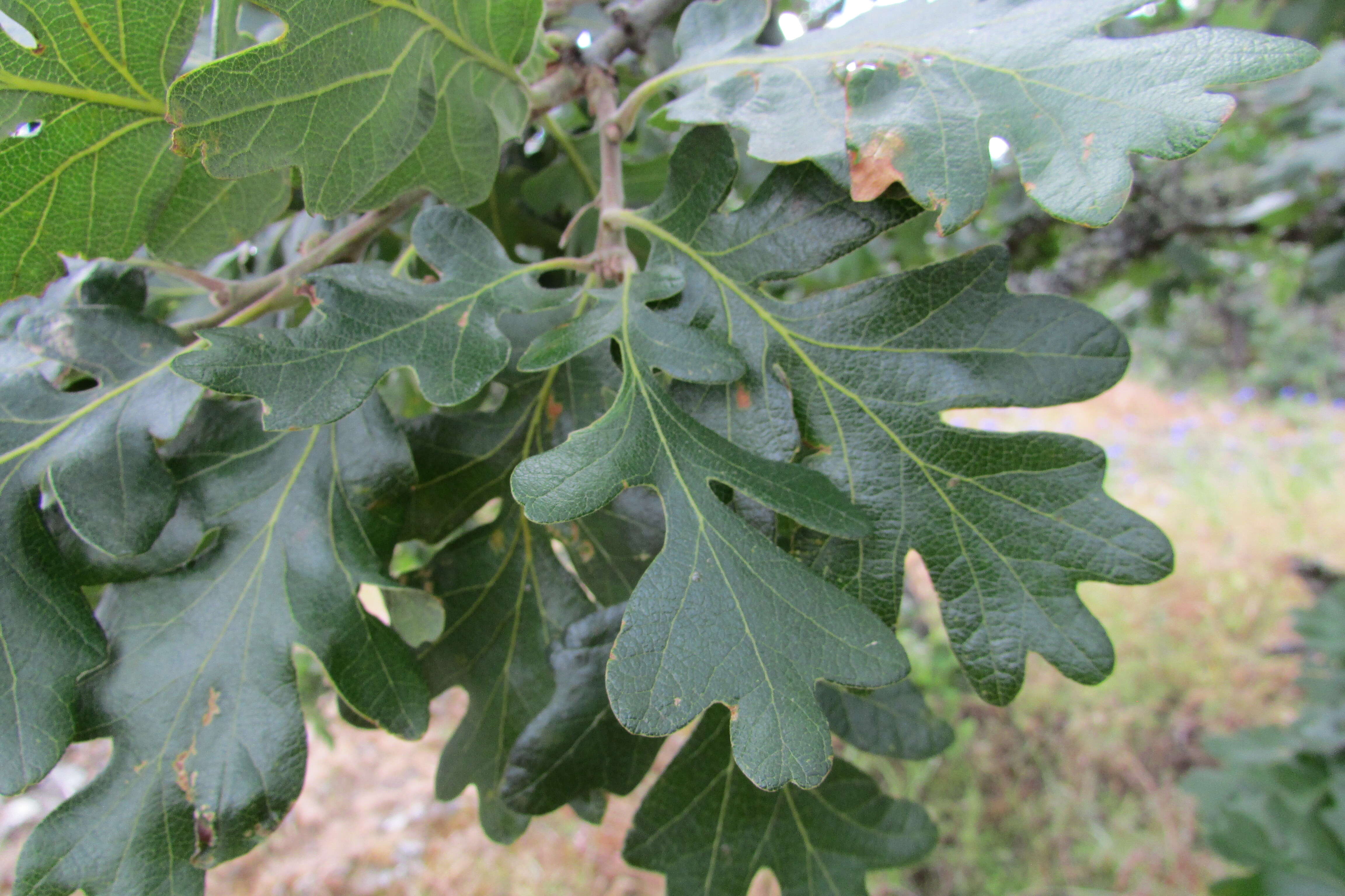 Image of Brewer Oak