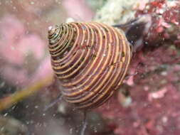 Image of Blue Top Snail