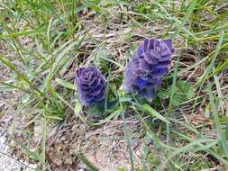 Image of Pyramidal Bugle