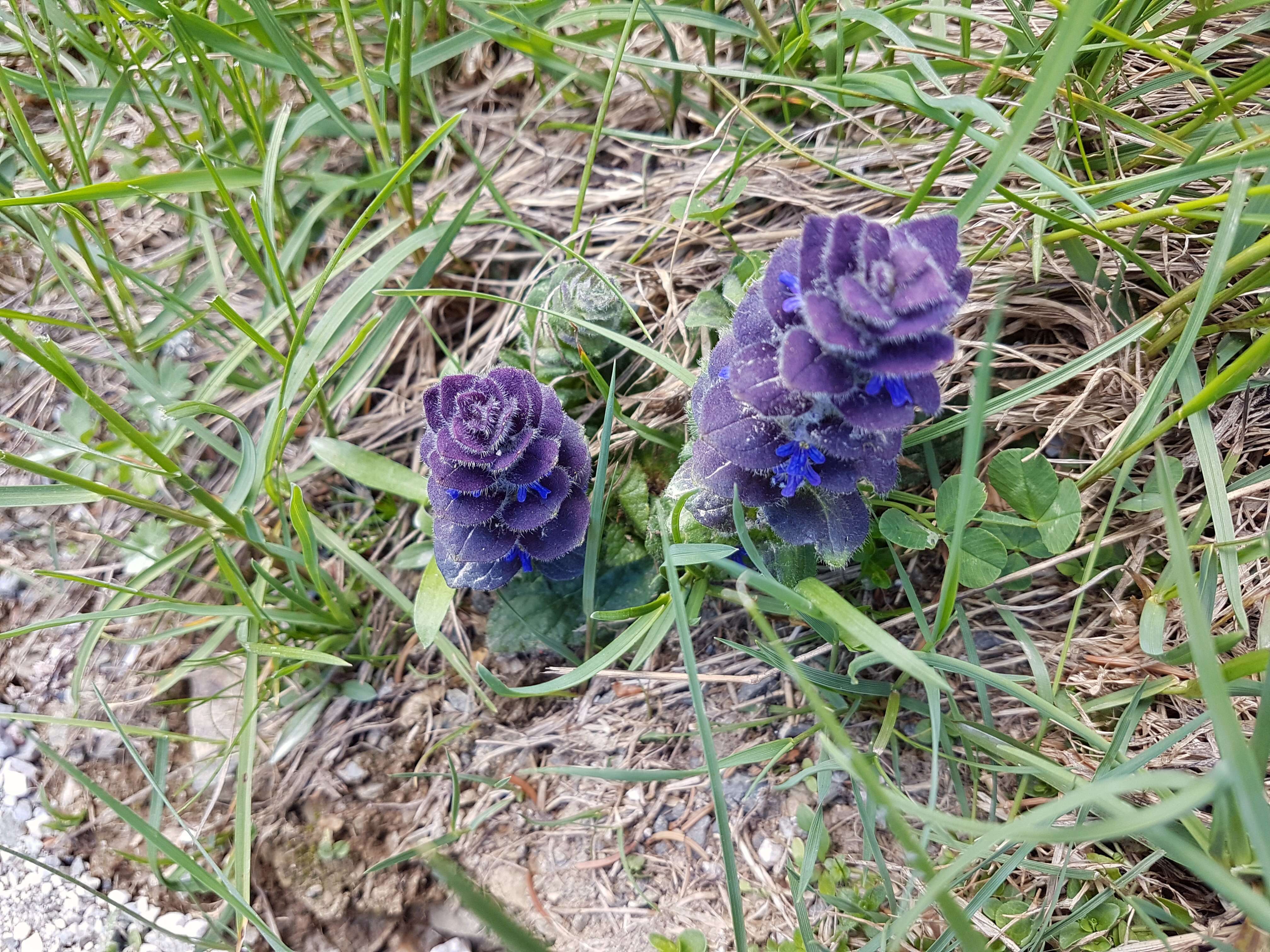 Image of Pyramidal Bugle