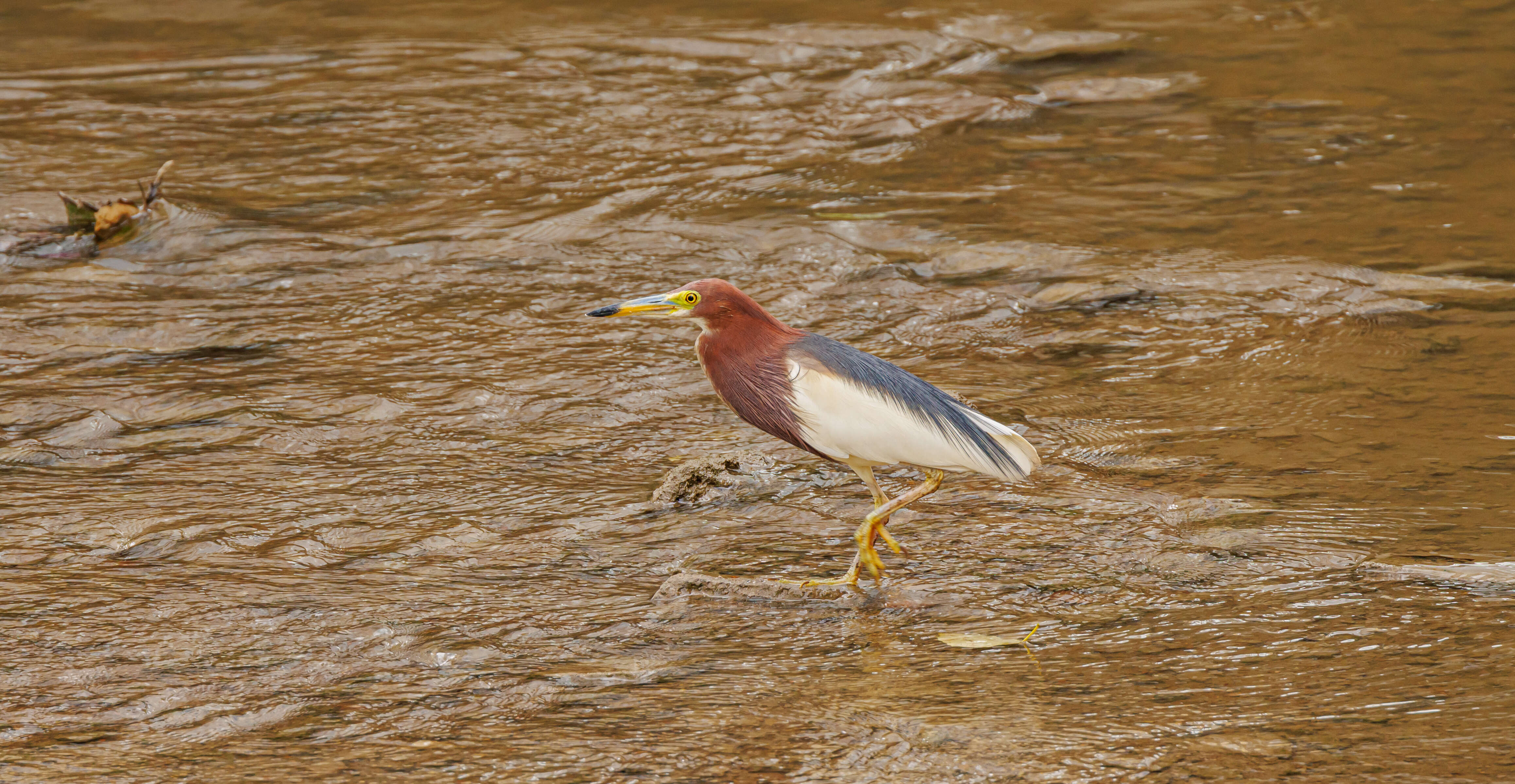 Image of Chinese Pond Heron