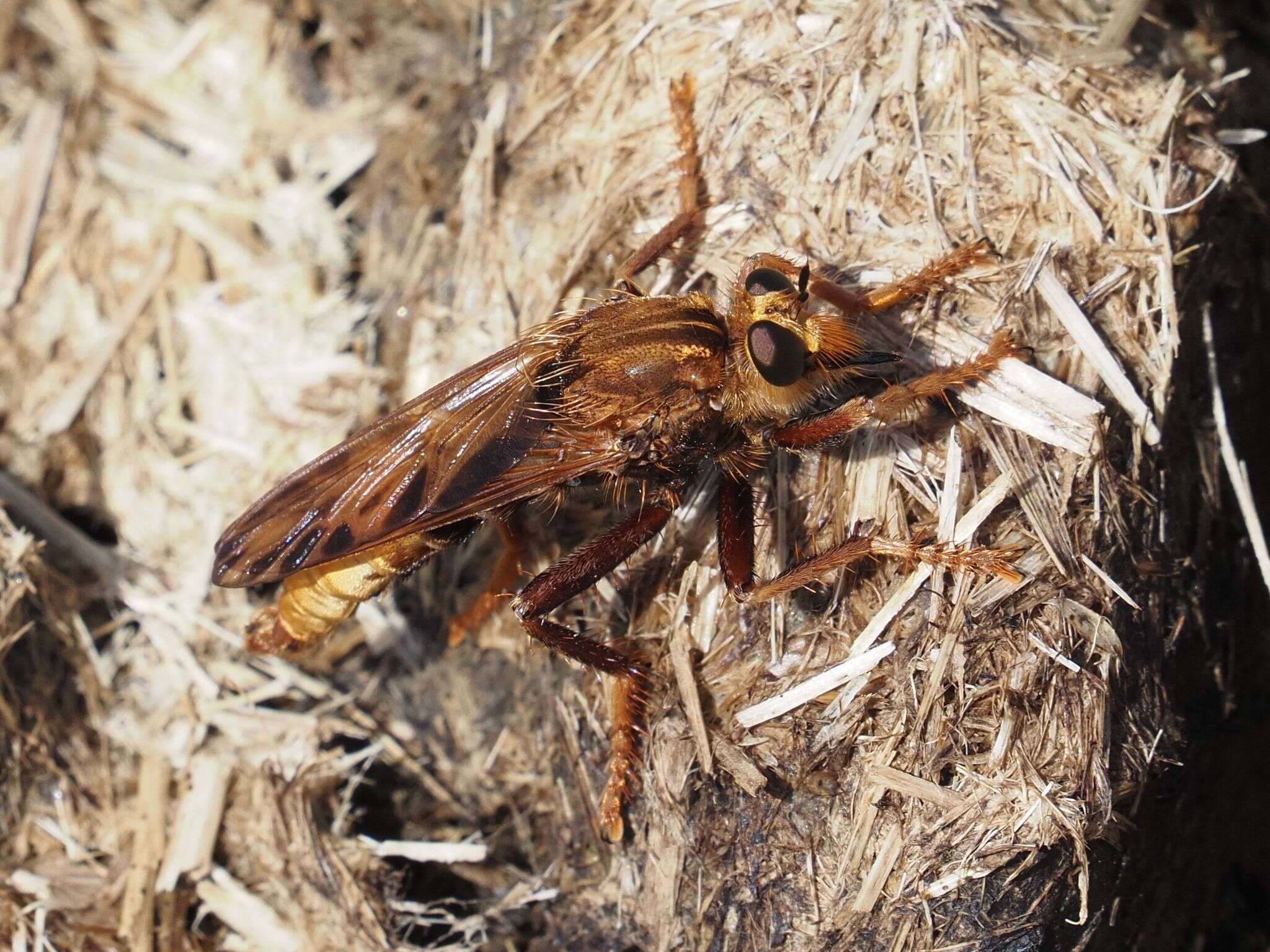 Image of Hornet robberfly