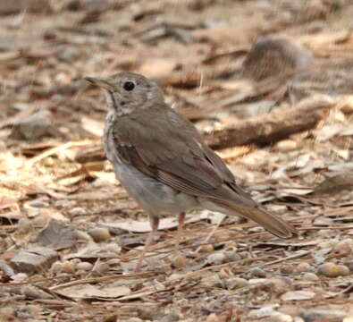 Image of Hermit Thrush