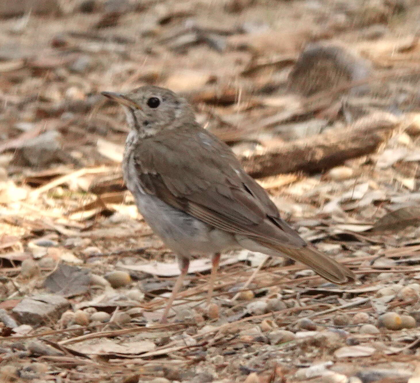 Image of Hermit Thrush